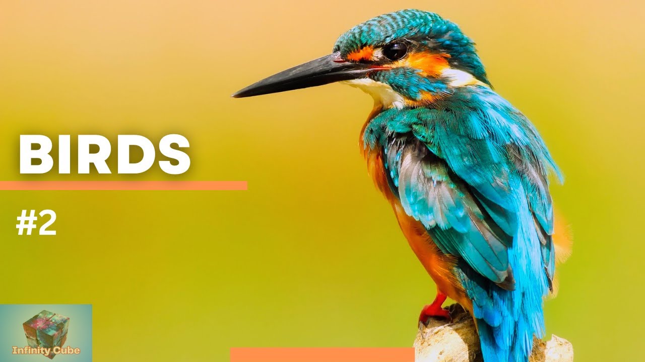Colorful Birds in HD - | Wonderful Birds Sounds Nature Relaxation HD | Infinity Cube #2