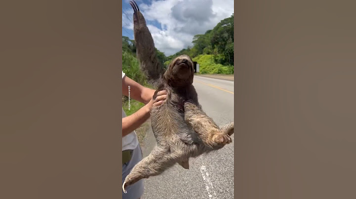 Rescuing Sloth From Side Of Road 🦥