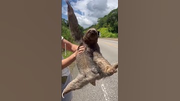 Rescuing Sloth From Side Of Road 🦥