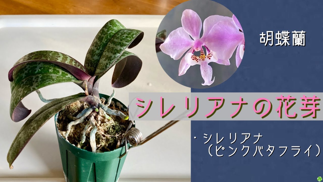 December 9, 2025: Flower buds of the original Phalaenopsis orchid