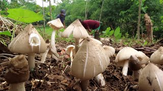 Download Lagu BERBURU JAMUR BARAT|| LANGSUNG MASAK ALA-ALA KOREA MP3