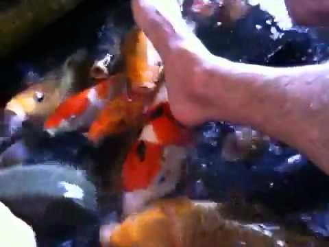 Batu fish restaurant - YouTube
