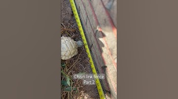 Building a chain link fence part 2. #backyardgarden #video  #chainlink  #getitdone #dogrun