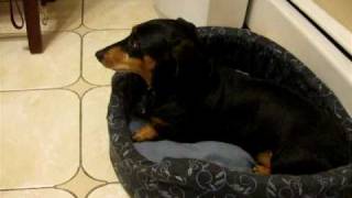 Dachshund Barking