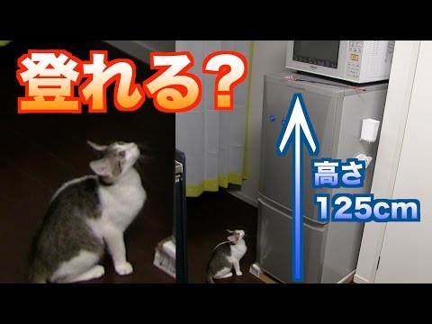 大ジャンプするニャ！】高さ125cmの冷蔵庫【上に登れるのか