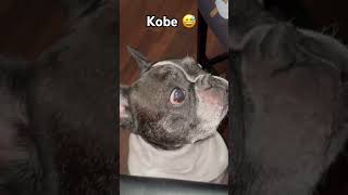 Kobe 🤭 #pets #funny #dogs #frenchbulldog #love