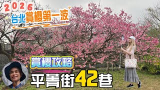 2026台北賞櫻第一波，平菁街42巷，陽明山賞櫻前哨站，賞櫻攻略、交管措施，讓你不用人擠人，輕鬆賞櫻，順遊鵝尾山水田。