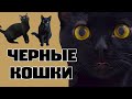 10 пород черных кошек: необычные факты, обзор и цены