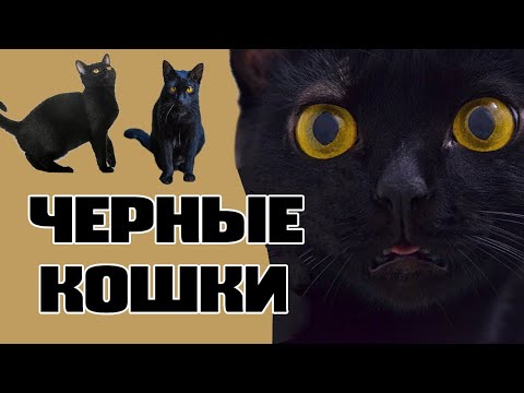 Кошка черная вышивка