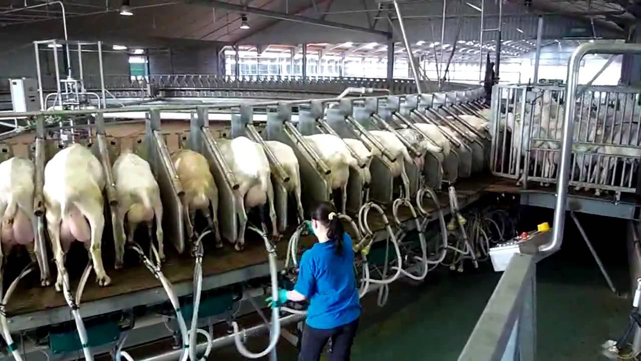 180 Stall Goat Rotary Milking Parlor Westfaliasurge Part 1 YouTube