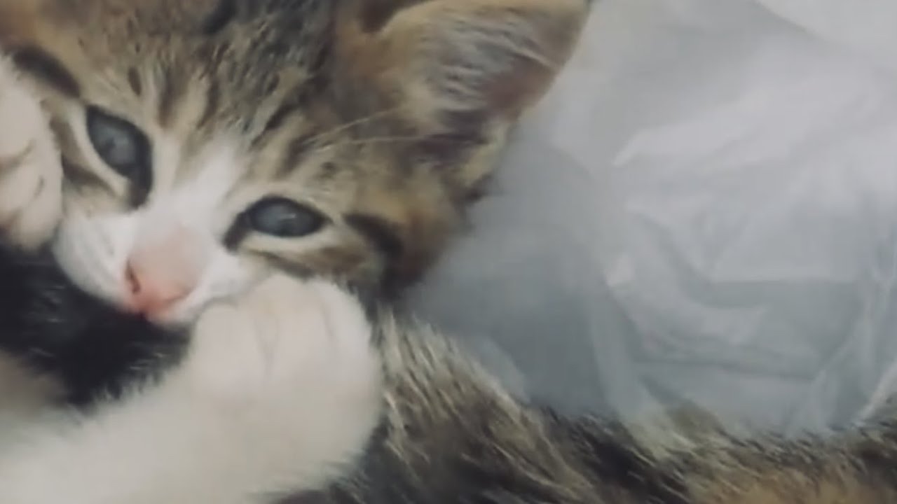 Yavru Kediler Anne Kedinin Kuyruguyla Oyun Oynuyor Mini Minnak Minnos Kittens Cats Youtube