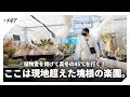 【塊根植物】現地を超える楽園は、ここ関東にもありました。|X-PLANTS