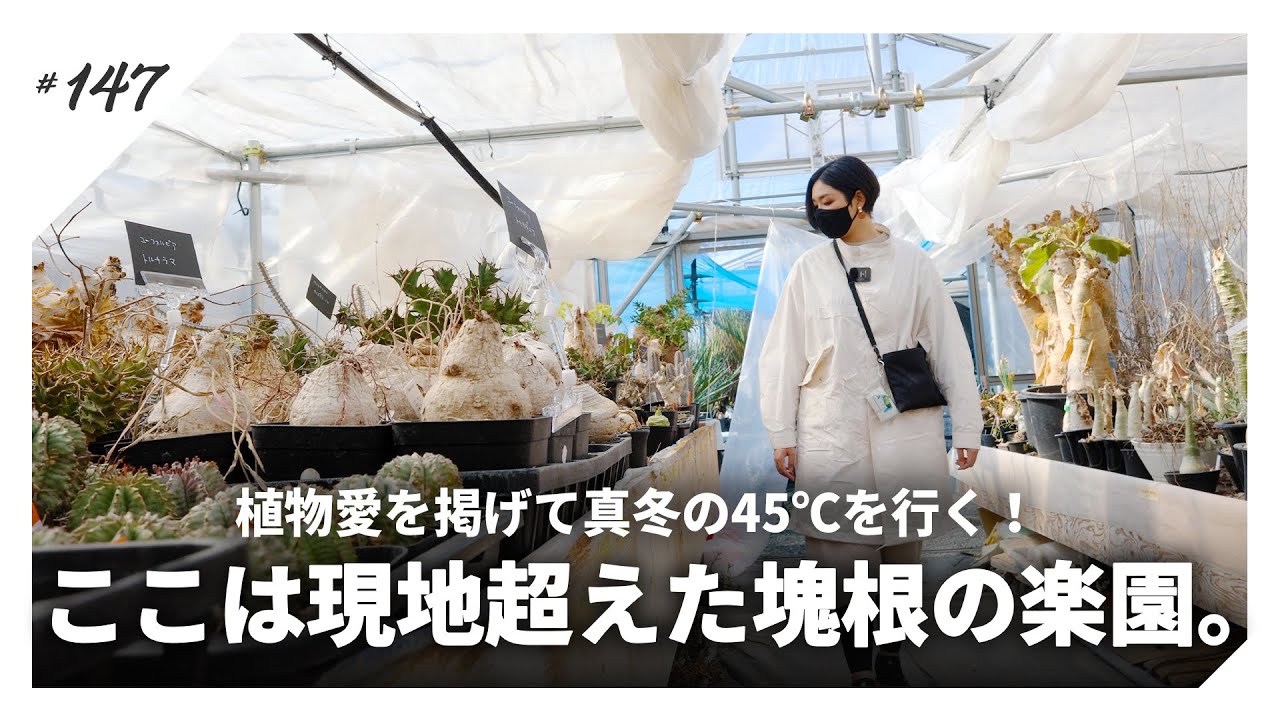 塊根植物】現地を超える楽園は、ここ関東にもありました。｜X-PLANTS