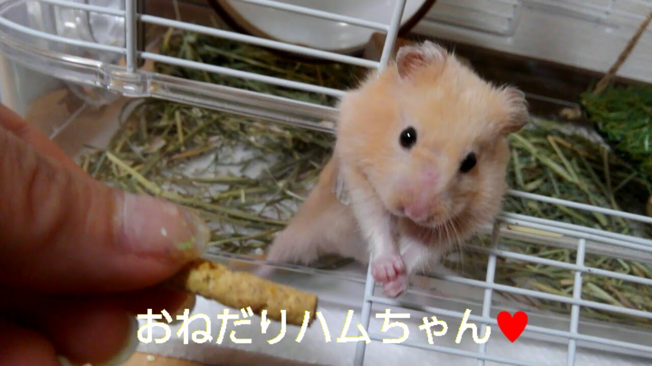 おねだりハムスター おもしろ可愛いハムスター Cute Funny Hamster Scrounge 35 ハムスターが大好きなm Nakataさんの動画です しんじゅくノート 新宿区