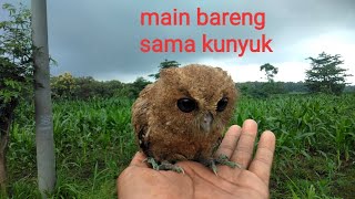 main sama burung hantu #fypシ゚viral #viral #burung #treding @kasikofficial