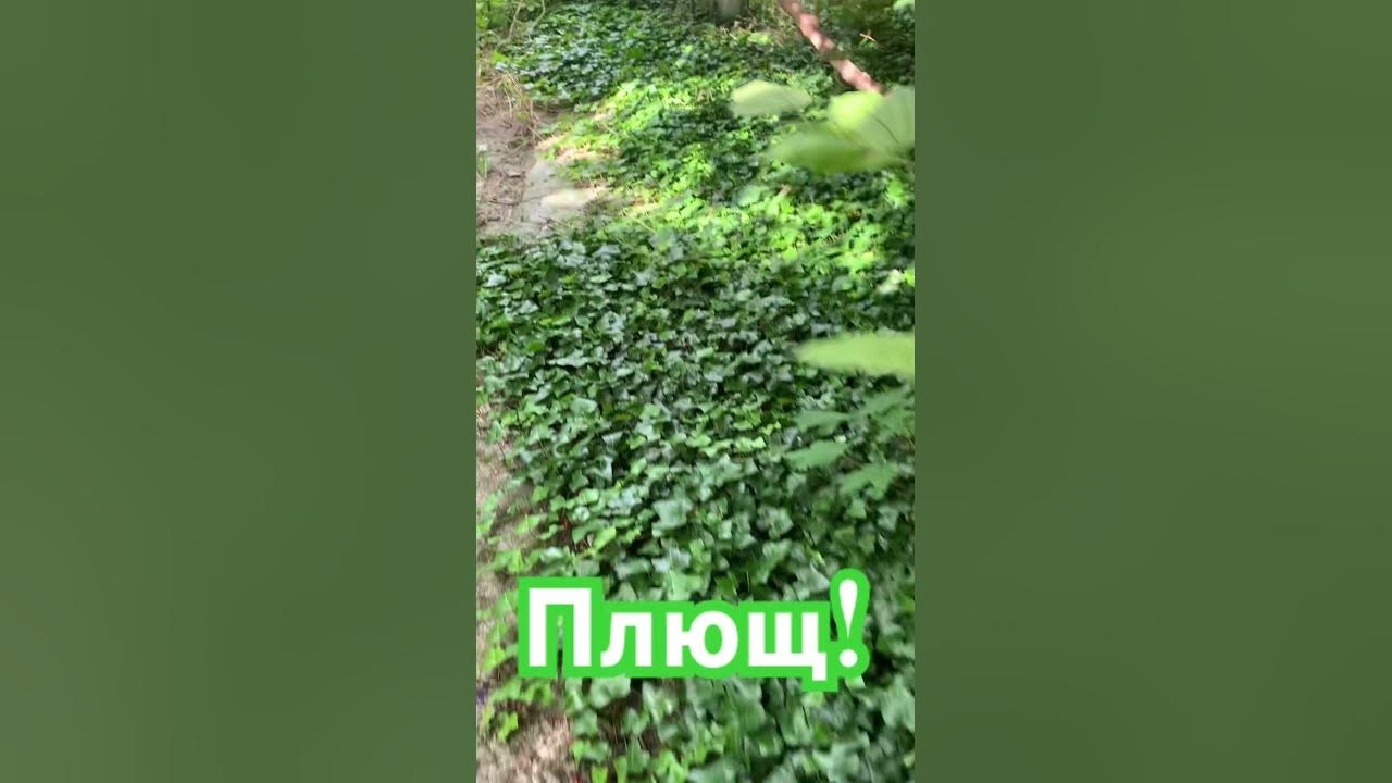 #плюш #плющь #арым #зелень - YouTube