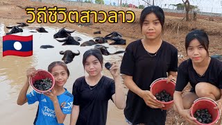 วิถีชีวิตสาวลาว🇱🇦หาหอยจุ๊บ (ຫອຍຂົມ)ไปทำกับข้าว #สาวลาว #สปปลาว #สาวเจี๊ยบสาวบ้านนา