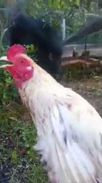 seekor ayam menyebut nama allah