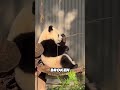 BAMBOOS for panda #animals #wildlifeentertainment #panda #pandafacts #cuteanimals #nature #cutepanda