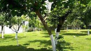 Yemyeşil Doğal Ortamda Dinlendirici Kuş Sesleri