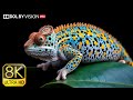 ANIMALS IN 8K HDR 120 fps Dolby Vision - 8K Video Ultra HD #8k  #wildlife