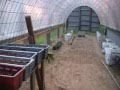 Greenhouse Homemade with Cattle Panels