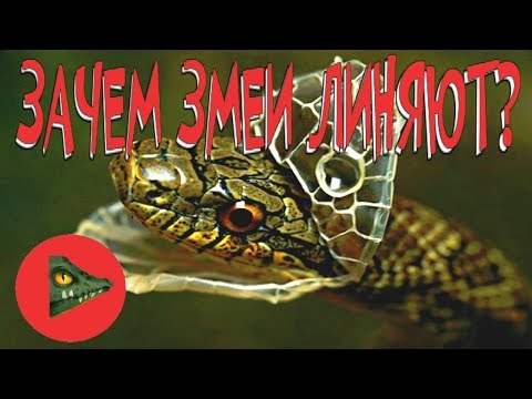 ЗАЧЕМ ЗМЕИ СБРАСЫВАЮТ КОЖУ?! Особенности линьки змей!