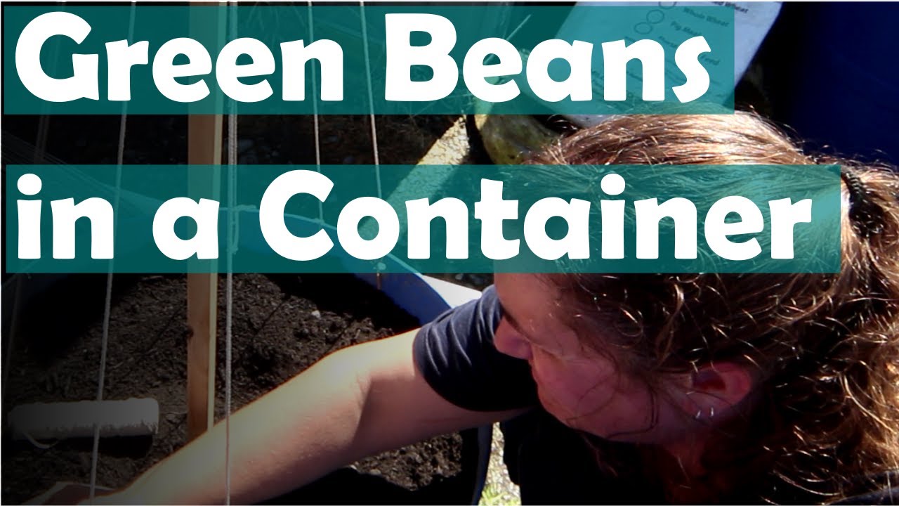 SHEDWARS21: How to grow runner beans in a container 