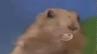Dramatic Chipmunk With Dramatic Song