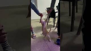 Mîdı Gome Le Le 😅 Resimi