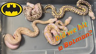 Ball Python Egg Cutting & Update. Clutch #2 2024