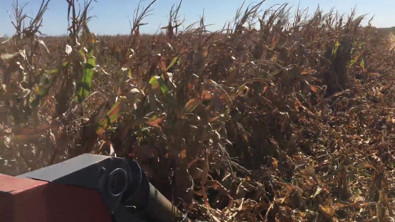 Mainero corn head picking up down corn