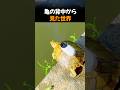 亀の背中から見た世界