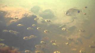 Dwarf Pufferfish アベニーパファー　Tetraodon Travancoricus In India -Discoveryplanet-