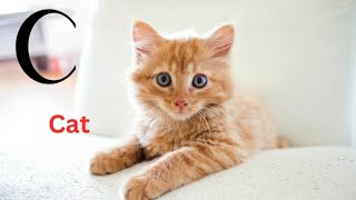 Baby Animal Alphabet / Cute baby animals A-Z / A-Z Baby animal flashcards / lower case Alphabetimals screenshot 3