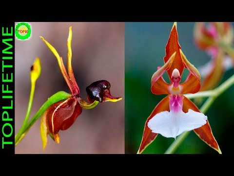 Vídeo: Orquídeas Preciosas - Oro Oculto