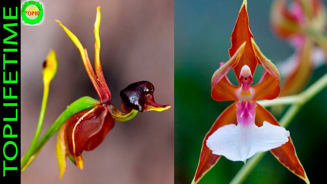 10 rarest orchids in the world - YouTube