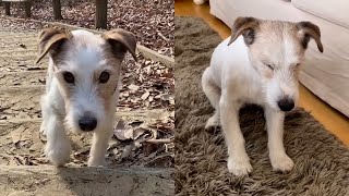 Aging Dog Struggles To Ascend Stairs @strangeincident