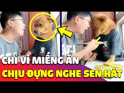 Video Chỉ vì 'MIẾNG ĂN' mà chú Chó phải 'CẮN RĂNG CHỊU ĐỰNG'... - youtube