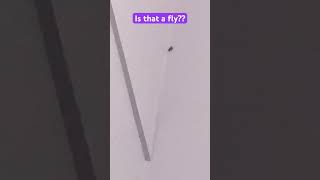 Why Am I Scared Of A Fly