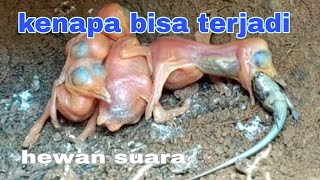 KEJUTAN DAHSAT!! TERBAIK BABYS TENGKEK