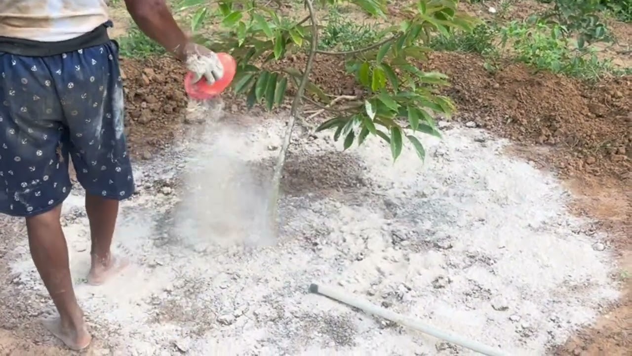 Perbaikan Tanam Durian Terlalu Dalam