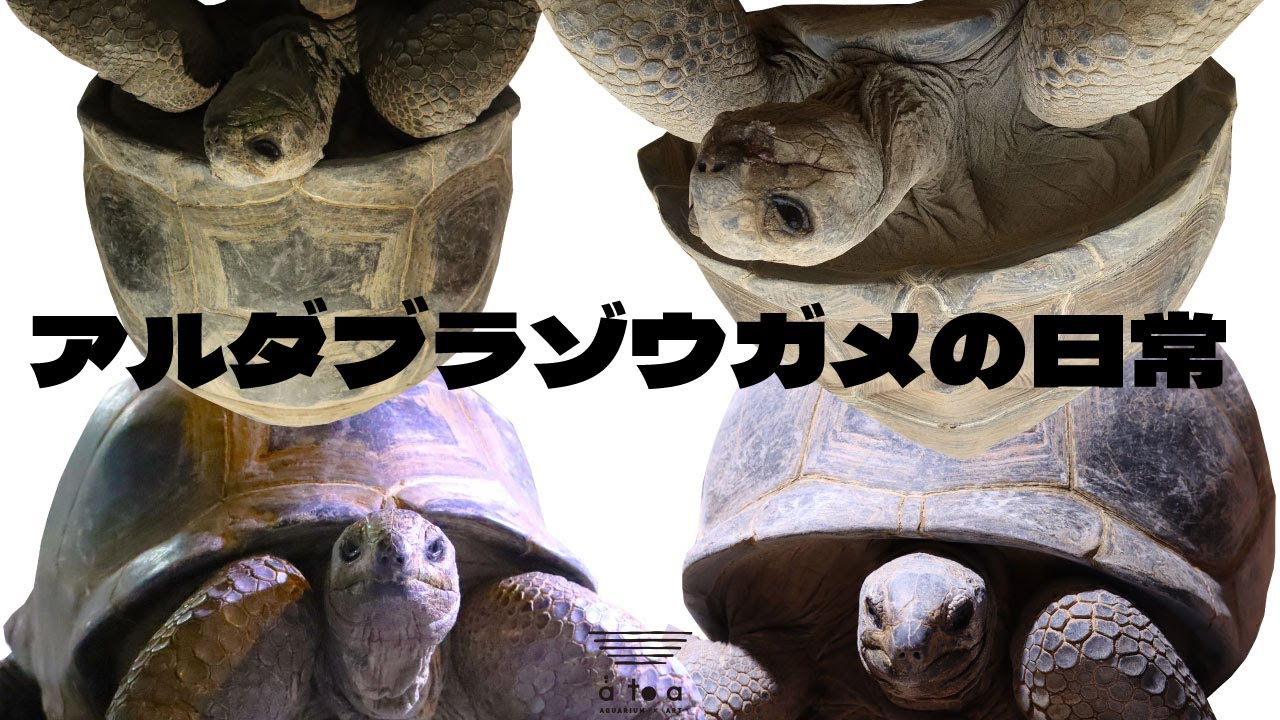 ☆（生き生きシリーズ）☆アルダブラゾウガメ☆（強品）☆ ☆（生き生きシリーズ）☆アルダブラゾウガメ☆（強品） （生き生き