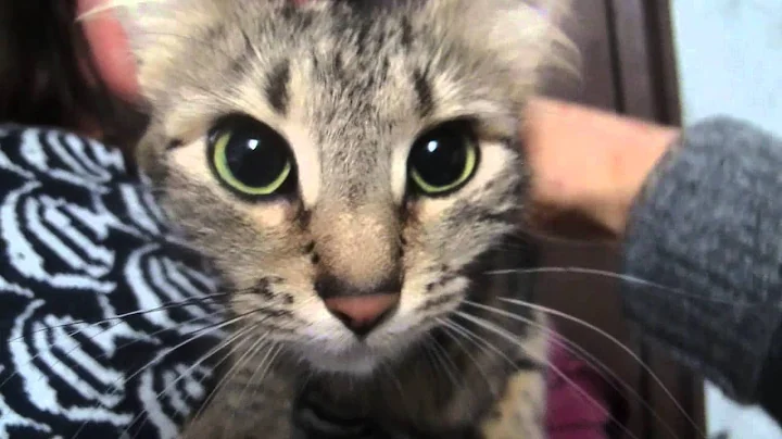 Video 4508161: maine coon mix, beautiful maine coon, sweet pets