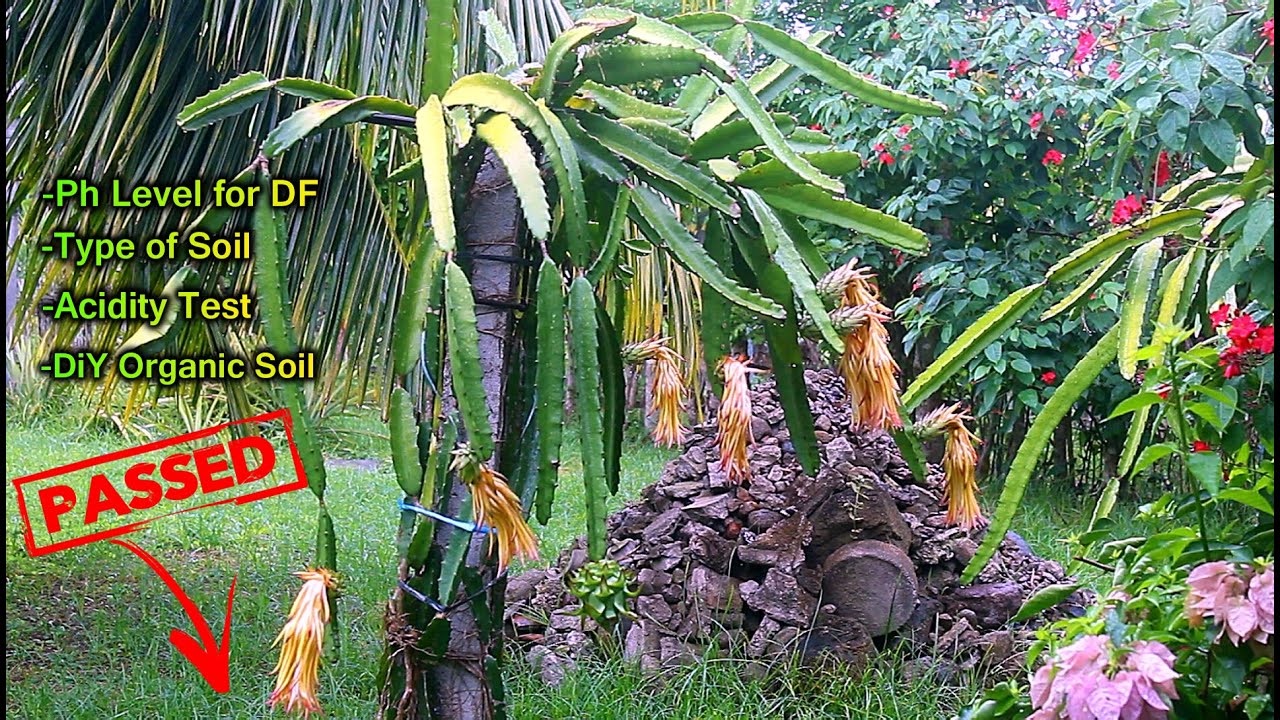 HOW TO PREPARE BEST SOIL FOR DRAGON FRUIT PLANTING YouTube