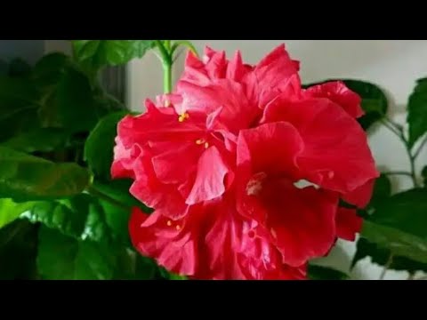 Video: Hibiscus кытай