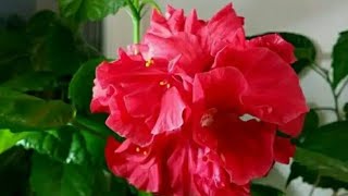Гибискус (Китайский роза) уй шароитида купайтириш