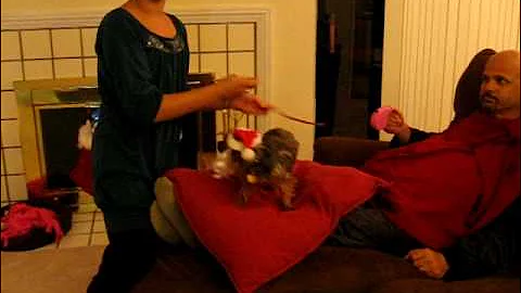 C.A.W.S. Christmas Special.AVI