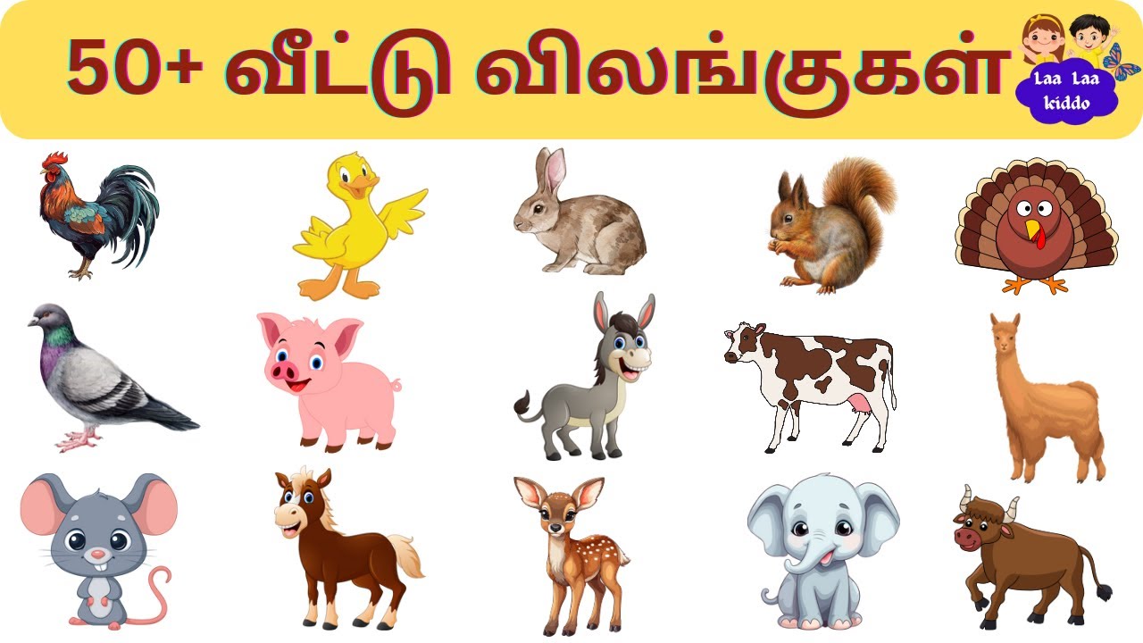 50-domestic-animals-name-in-tamil-learn-animals-name