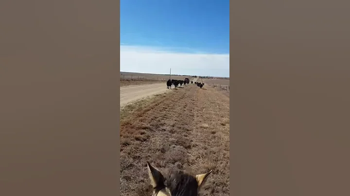 Moving cattle with Denise